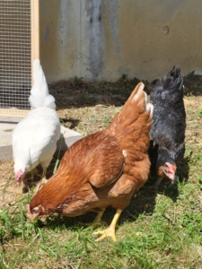 De nouveaux arrivants au FAM de Saint-Girons